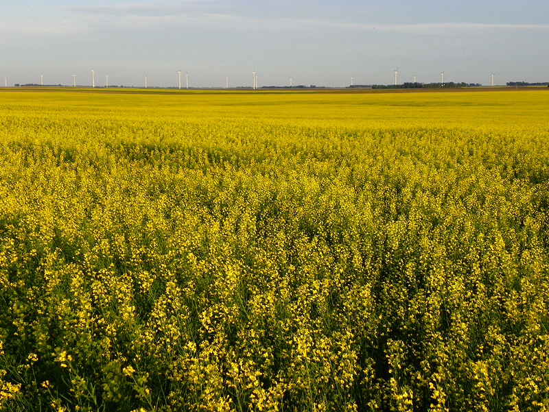 Oilseed