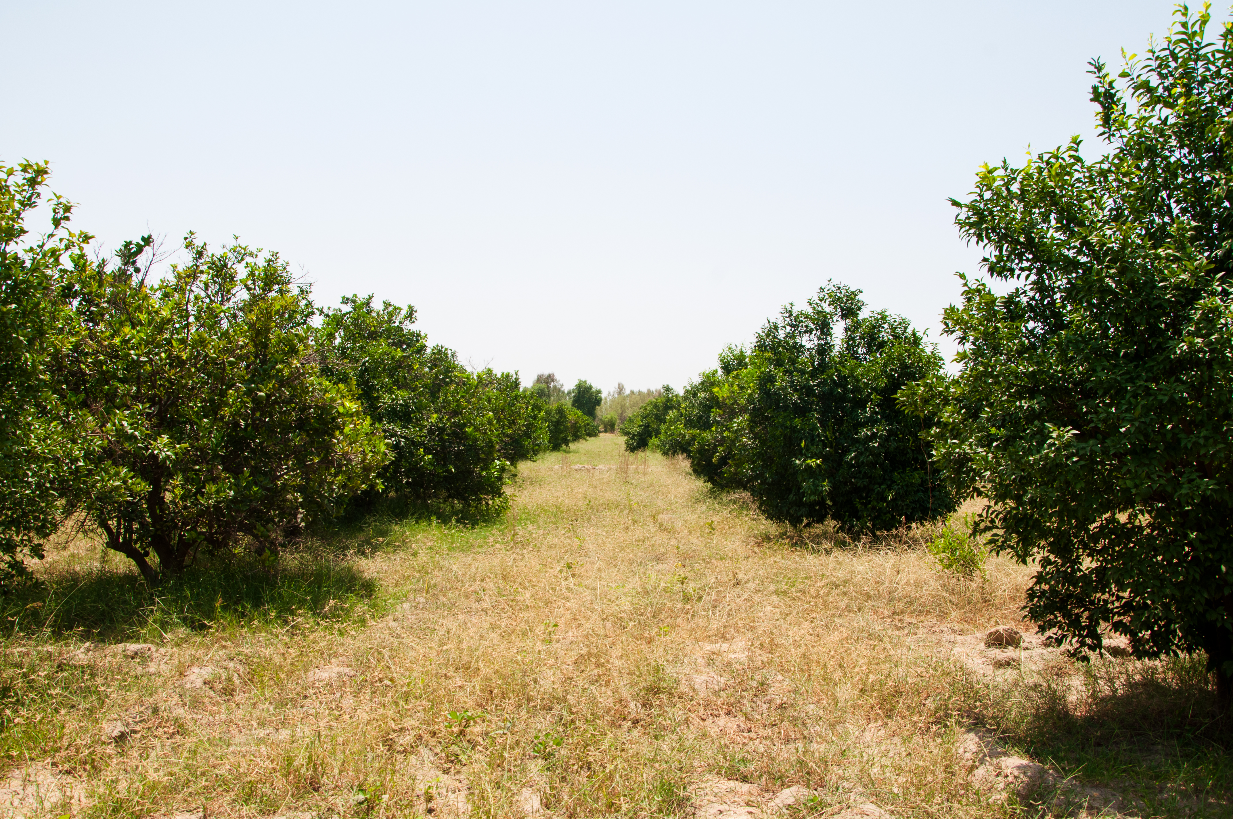 Fruit Orchards