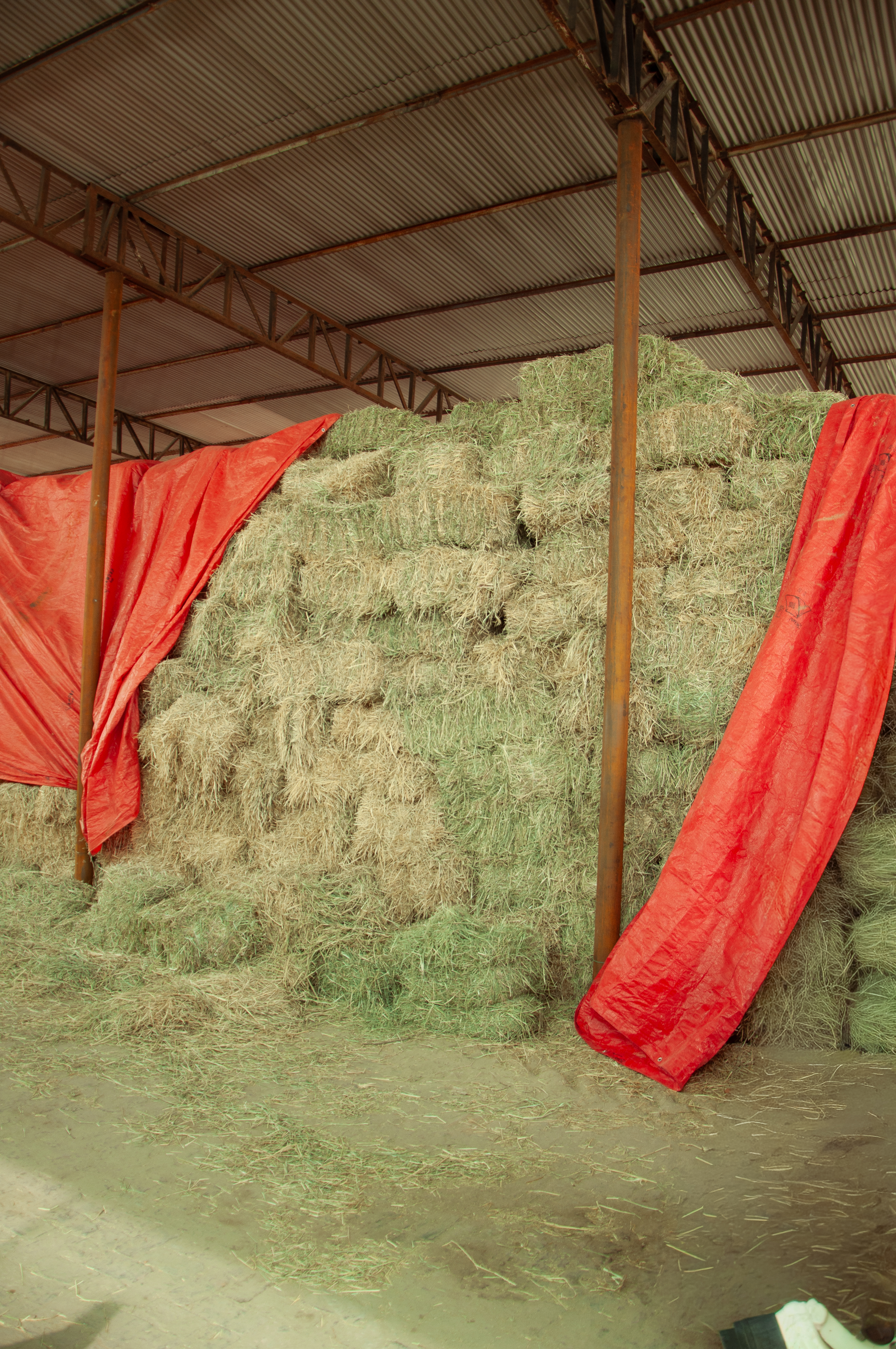Rhodes Grass