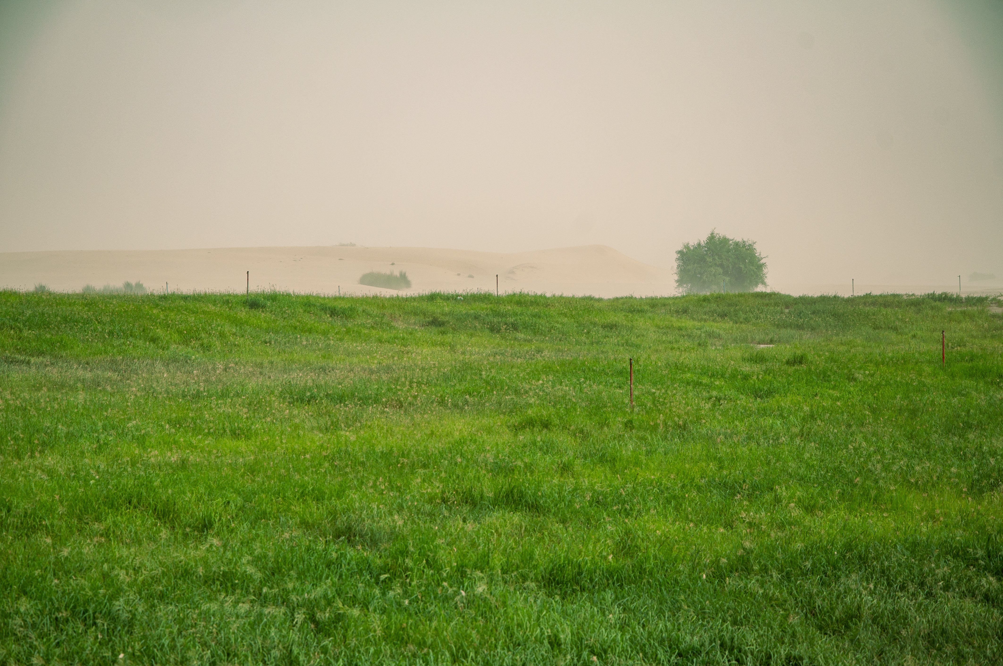Vibrant Green Fields